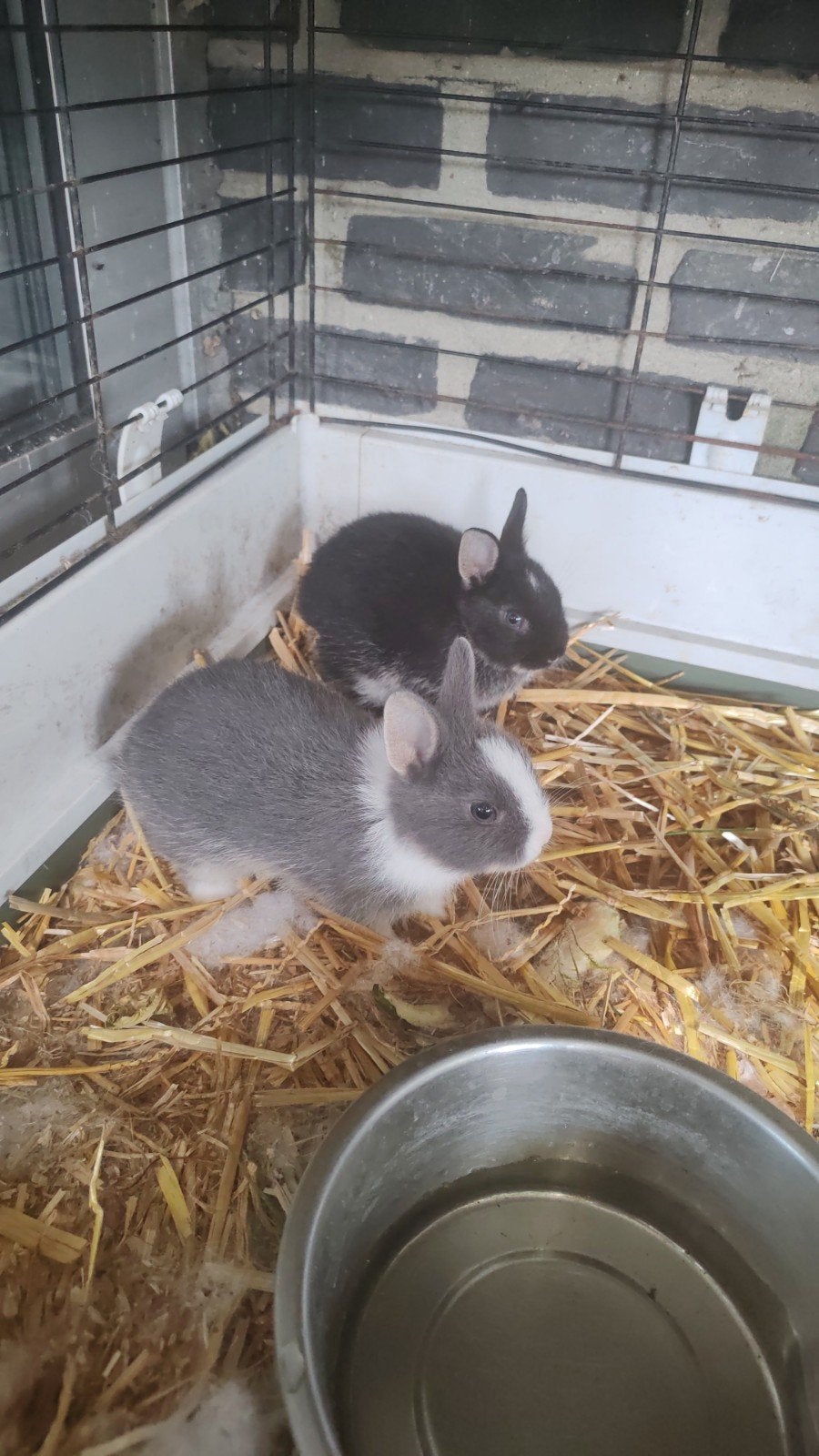 kleurdwerg konjinje, Dieren en Toebehoren, Konijnen, Klein