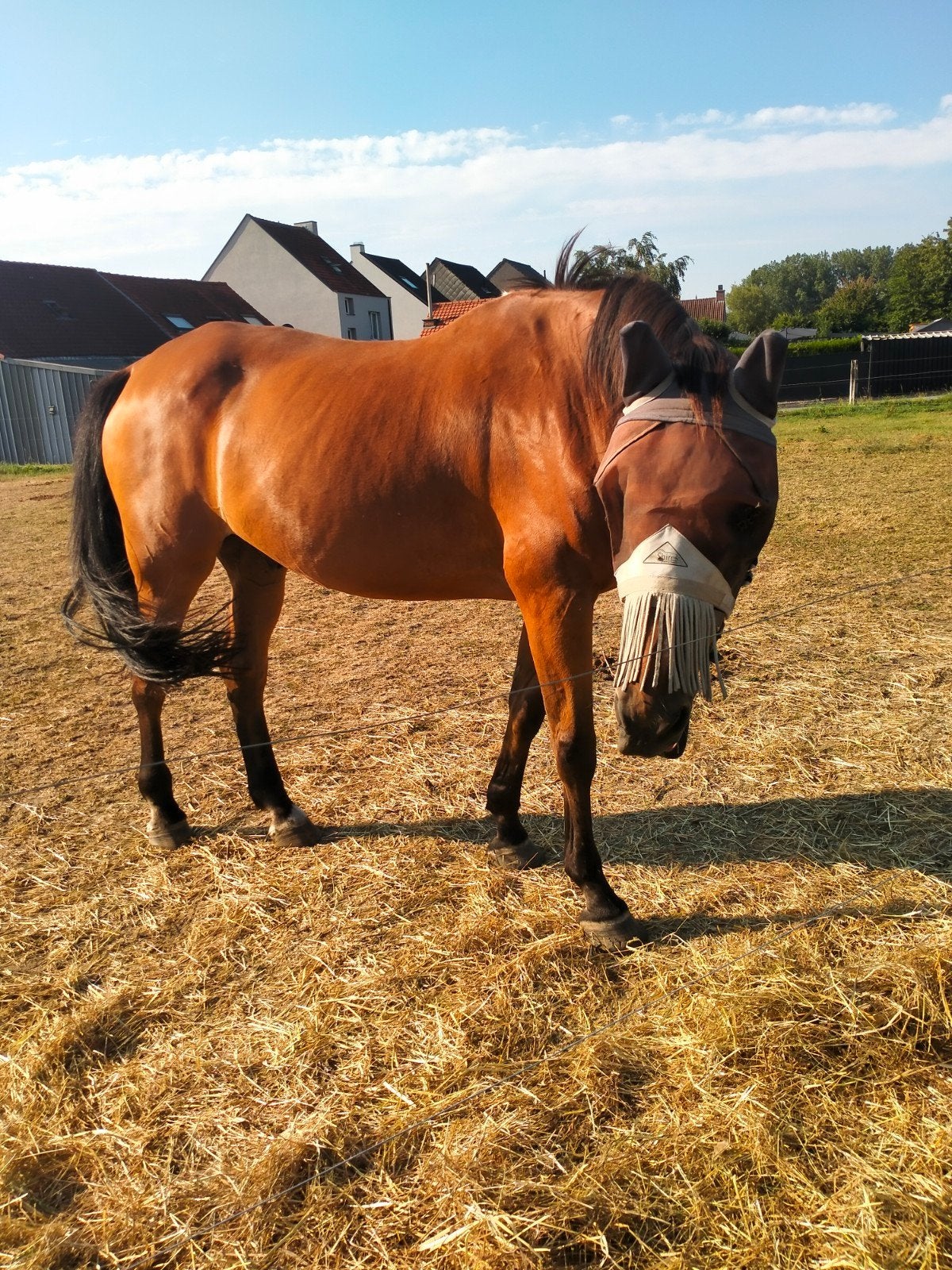 2 paardjes te huur voor wandelingen..