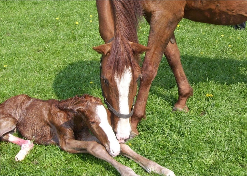 geboortemelder /birth alarm voor paarden te huur