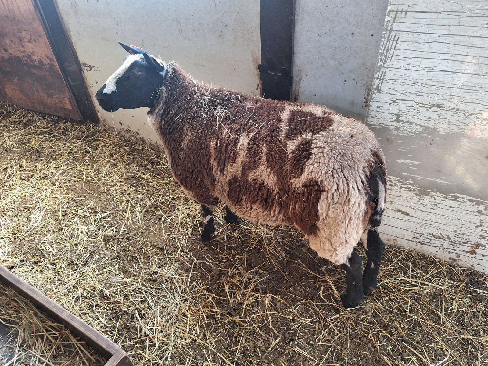 agnelle baggerbondt février, Femelle, Mouton, 0 à 2 ans