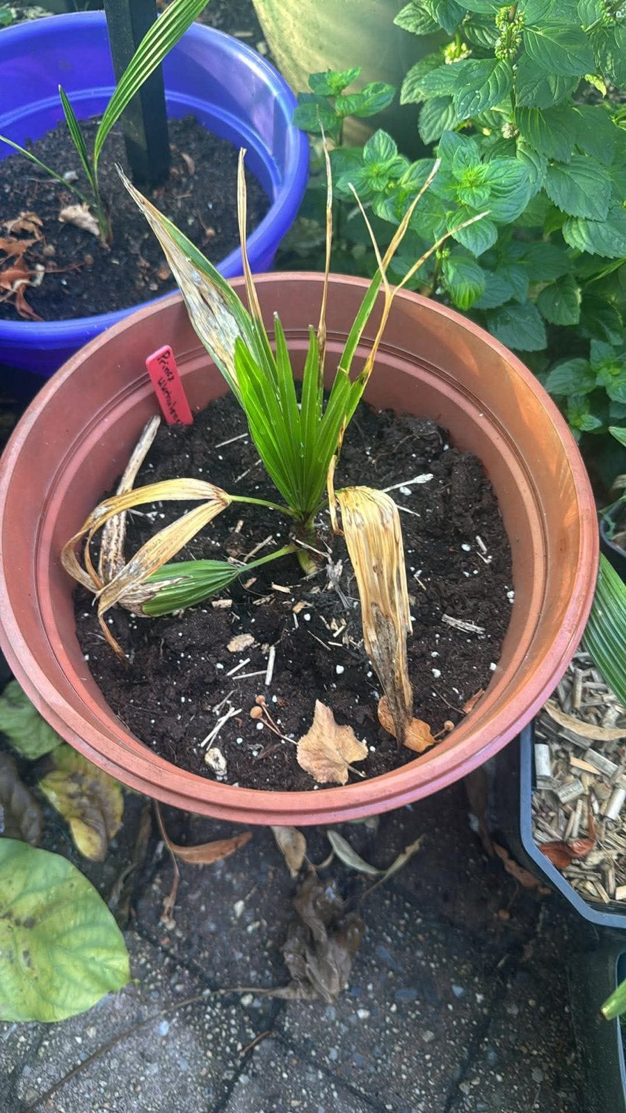 trachycarpus princeps x ukhrulensis, Enlèvement ou Envoi