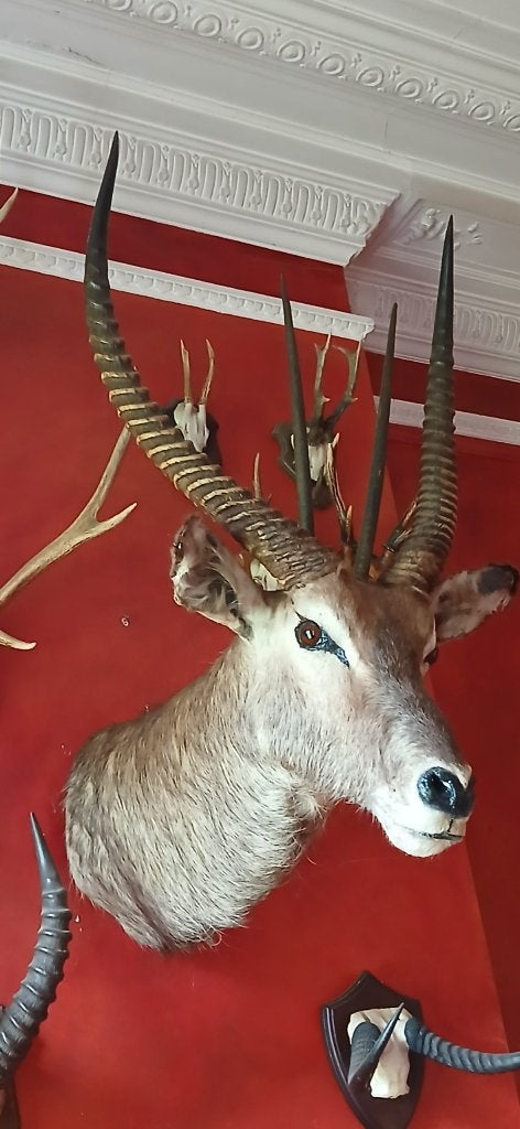 Waterbuck , Cobe à Croissant , trophée de Taxidermie, Collections, Enlèvement, Utilisé