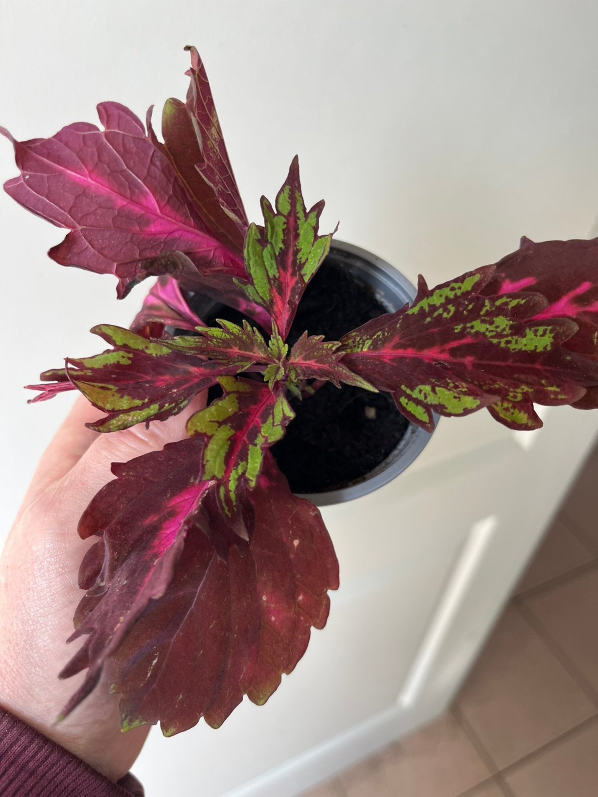 Coleus wizard, Autres espèces, Enlèvement ou Envoi, Plante à fleurs, Moins de 100 cm