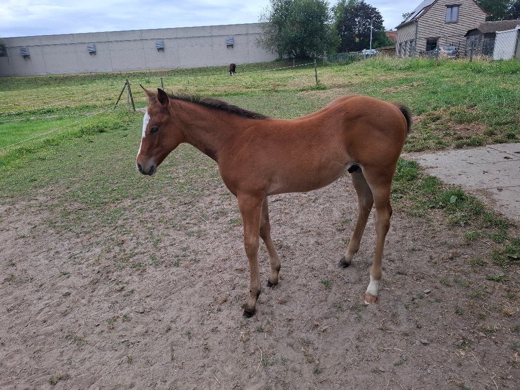 veulen APHA, Dieren en Toebehoren, Minder dan 160 cm, Met stamboom, Niet van toepassing, 0 tot 2 jaar
