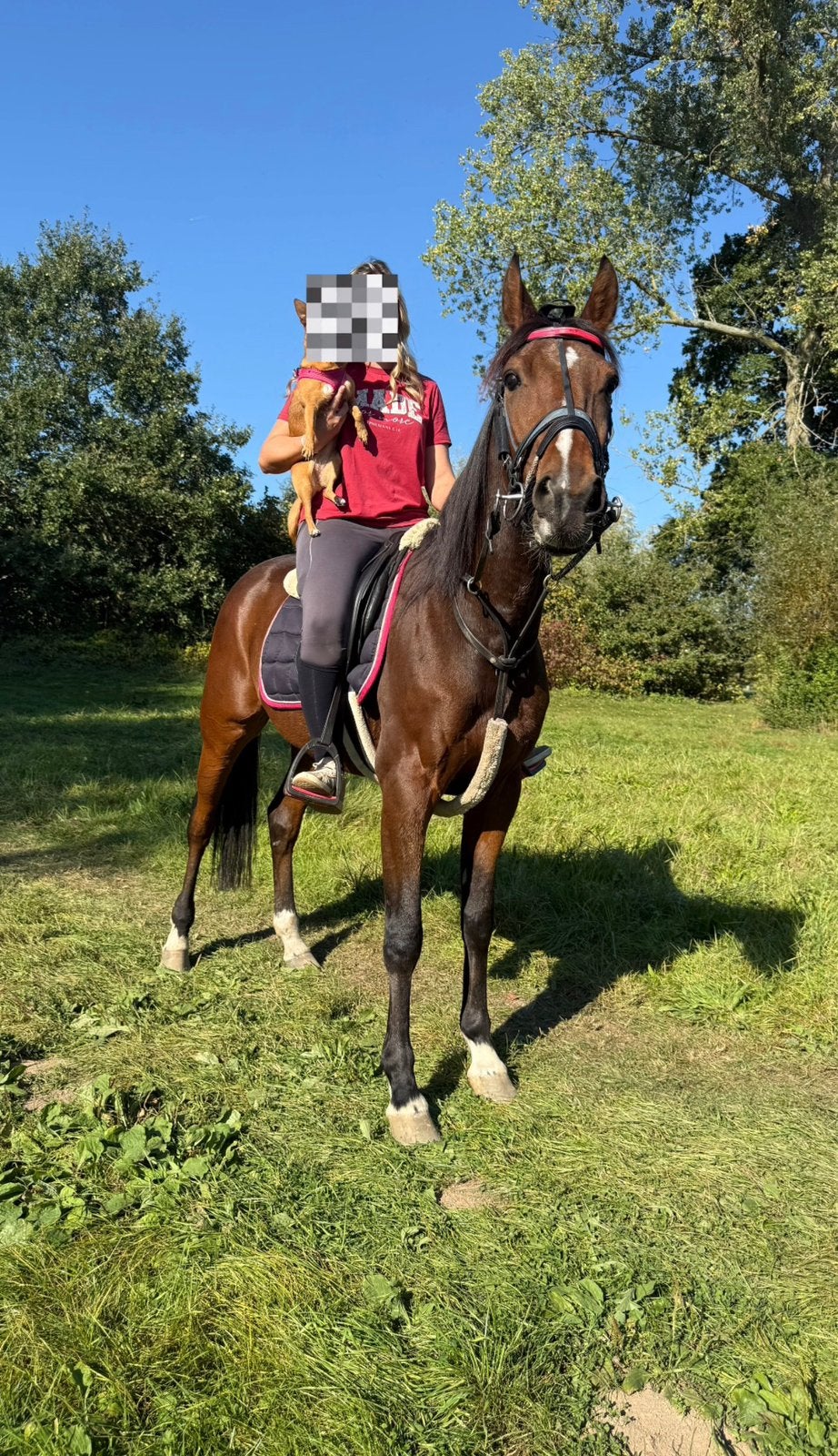 Recreatie paard, Ruin