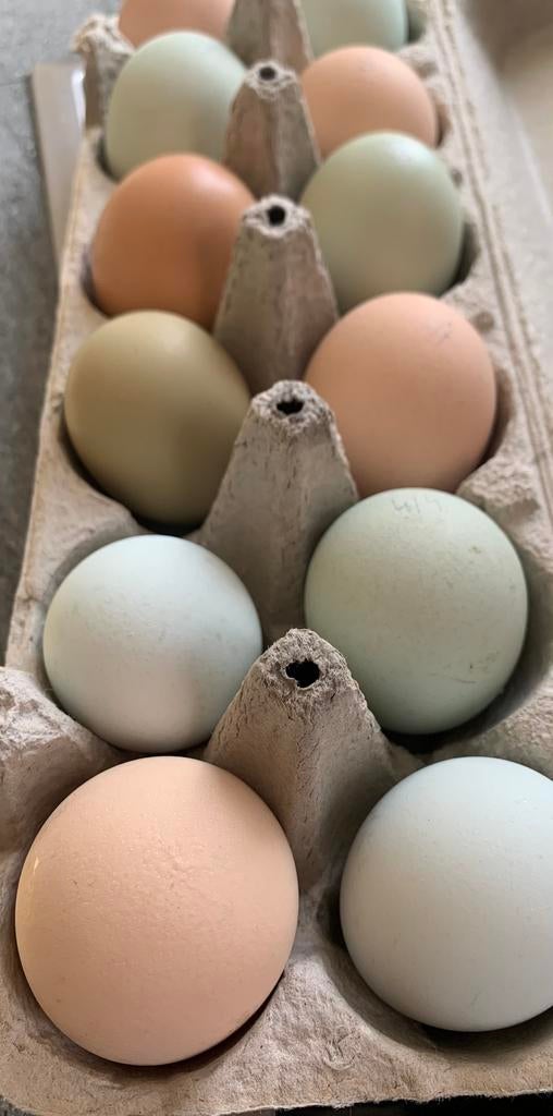 Broedeieren easter egger