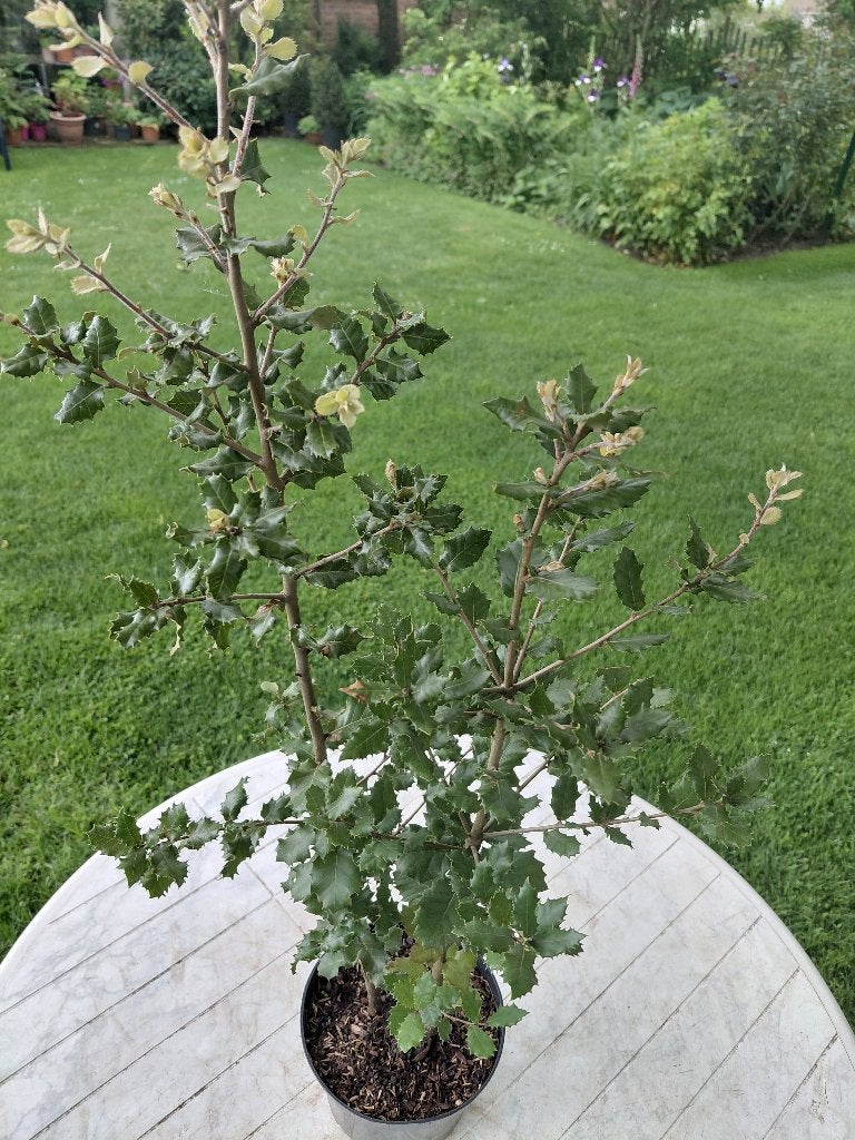 Querqus Ilex, Enlèvement, Mi-ombre