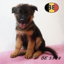 Prachtige lang- en kortharige Duitse Herderpups te koop, Dieren en Toebehoren, België, Handelaar, CDV (hondenziekte), 8 tot 15 weken