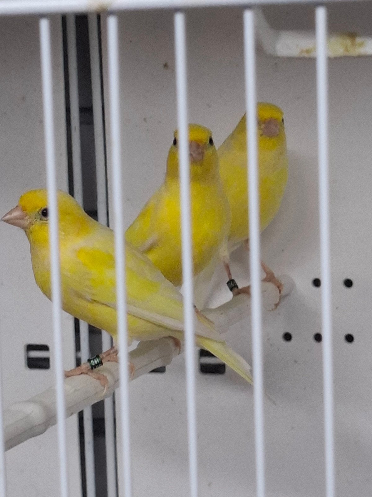 Bon Mâle de canaris raza 2026, Mâle