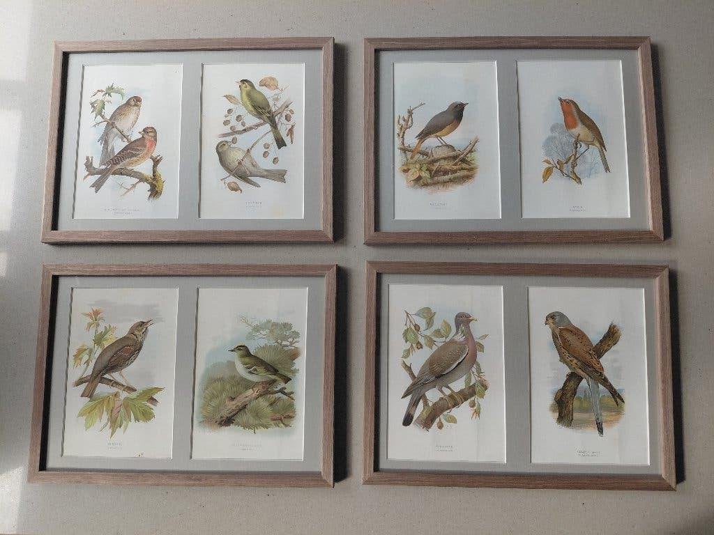 Houtgravures Benjamin Fawcett ("Our Britisch Birds"), Antiquités & Art, 1800 - 1899, Faune et Flore, Gravure, Enlèvement