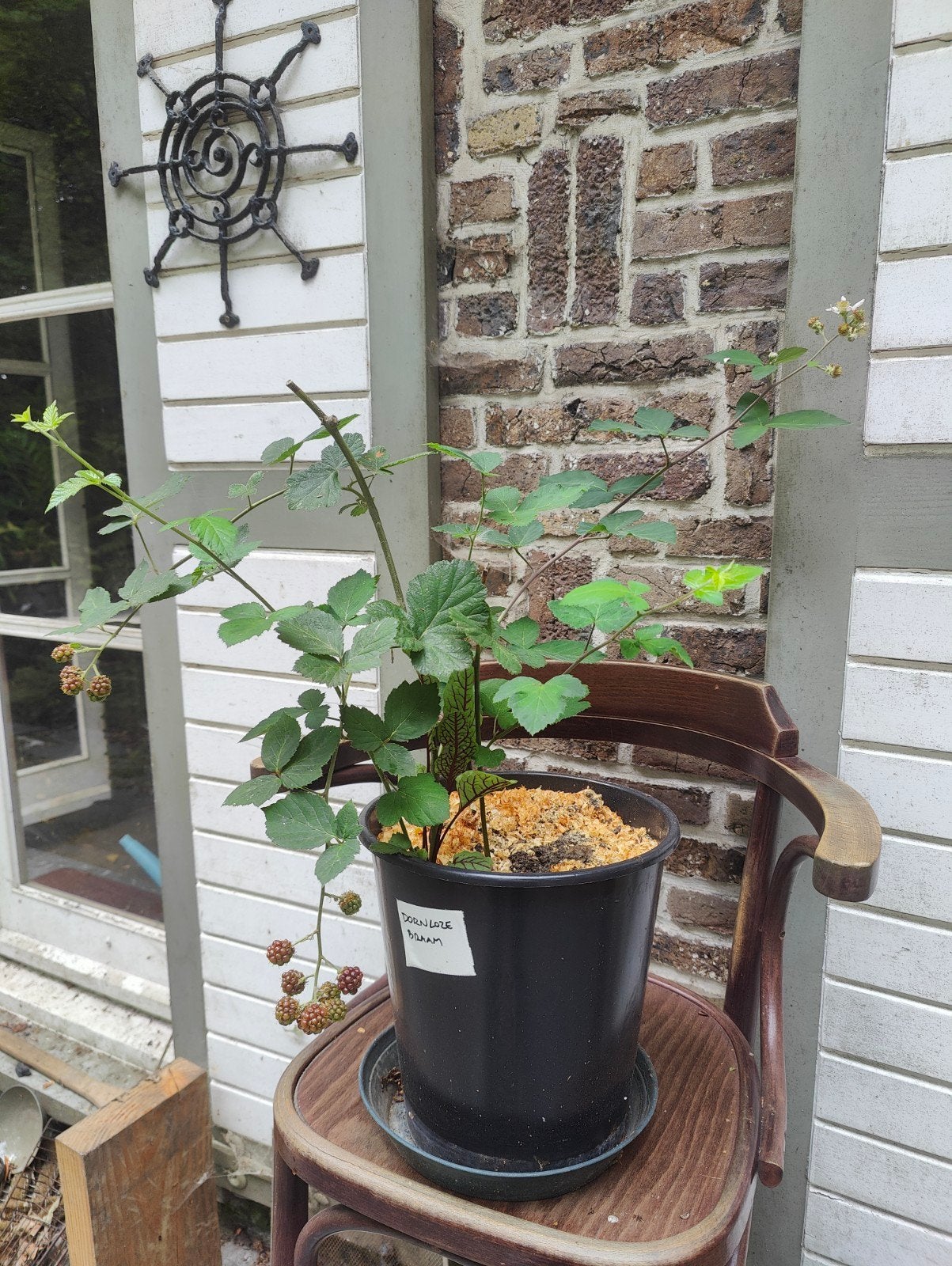 Bio doorenloze braam, Tuin en Terras, Planten | Bomen, Ophalen