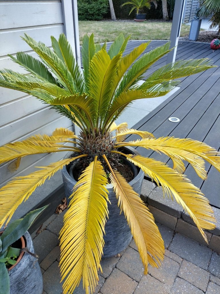 Varenpalm in pot, Tuin en Terras, Planten | Tuinplanten, Ophalen, Vaste plant