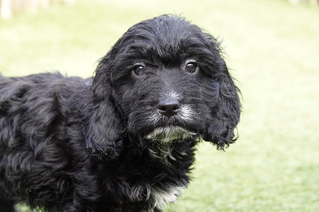 Cockapoo pups, geteste ouders, 100% Belgisch, Parvo, België, 15 weken tot 1 jaar, Overige rassen