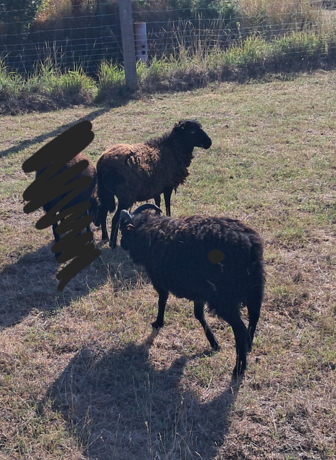 3 ouessant schaapjes, Dieren en Toebehoren, Schapen, Geiten en Varkens