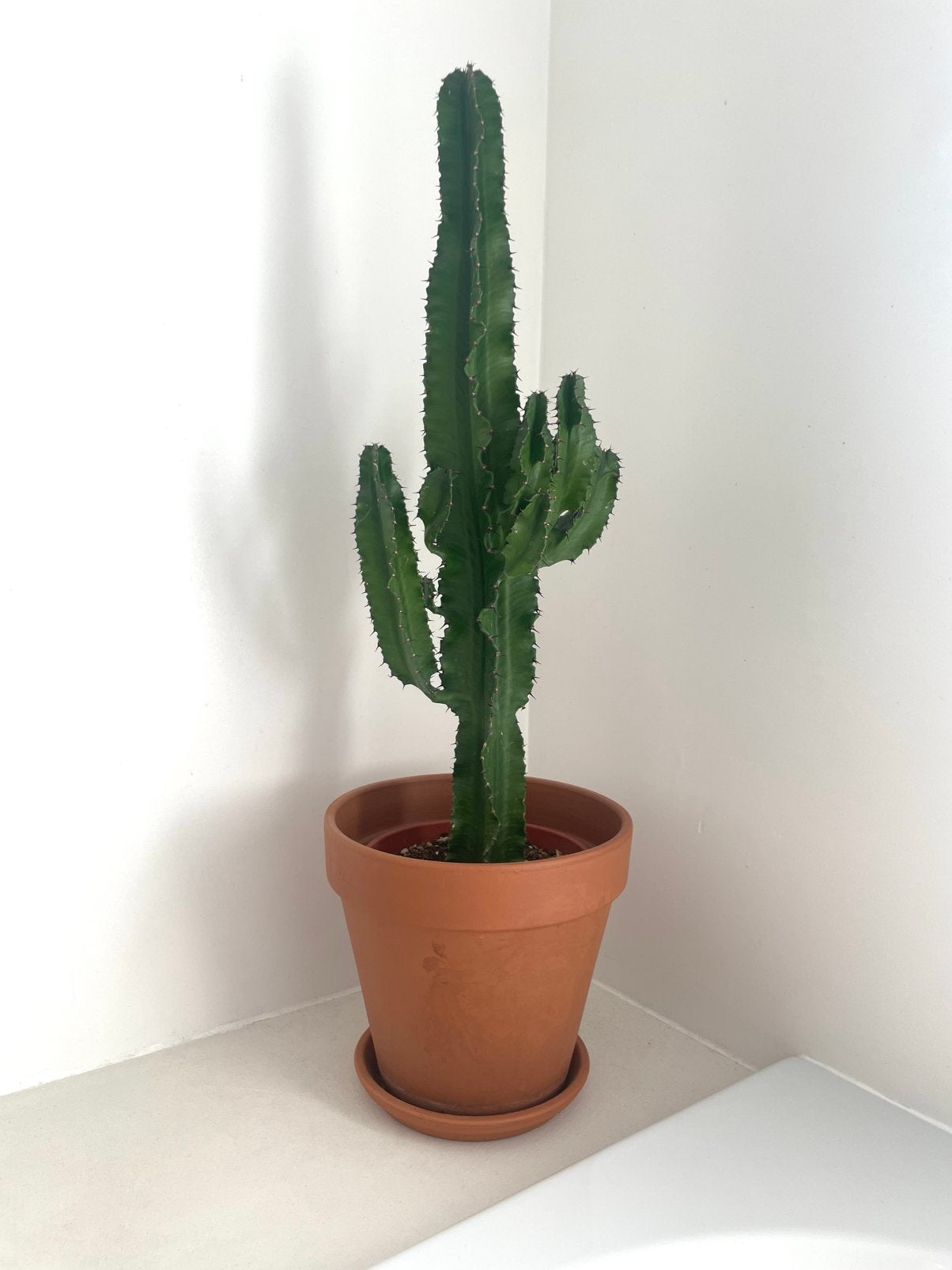 Cactus, Maison & Meubles, Plantes d'intérieur, Enlèvement, Cactus