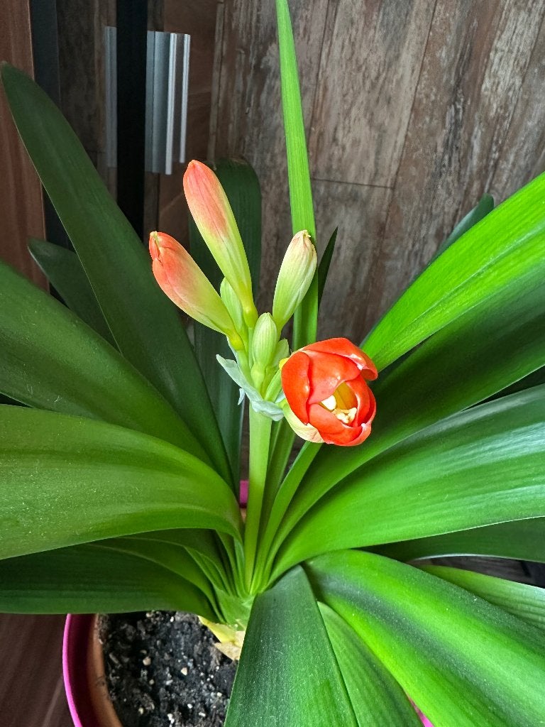 Plantes, Autres espèces, En pot, Plante à fleurs, Moins de 100 cm