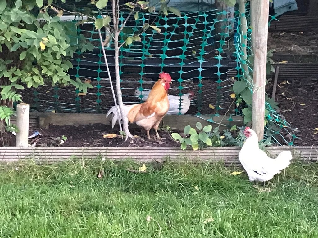 Krielhaan, Dieren en Toebehoren, Mannelijk, Kip