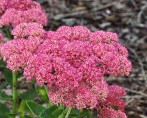 Sedum herfstfreude, Ophalen