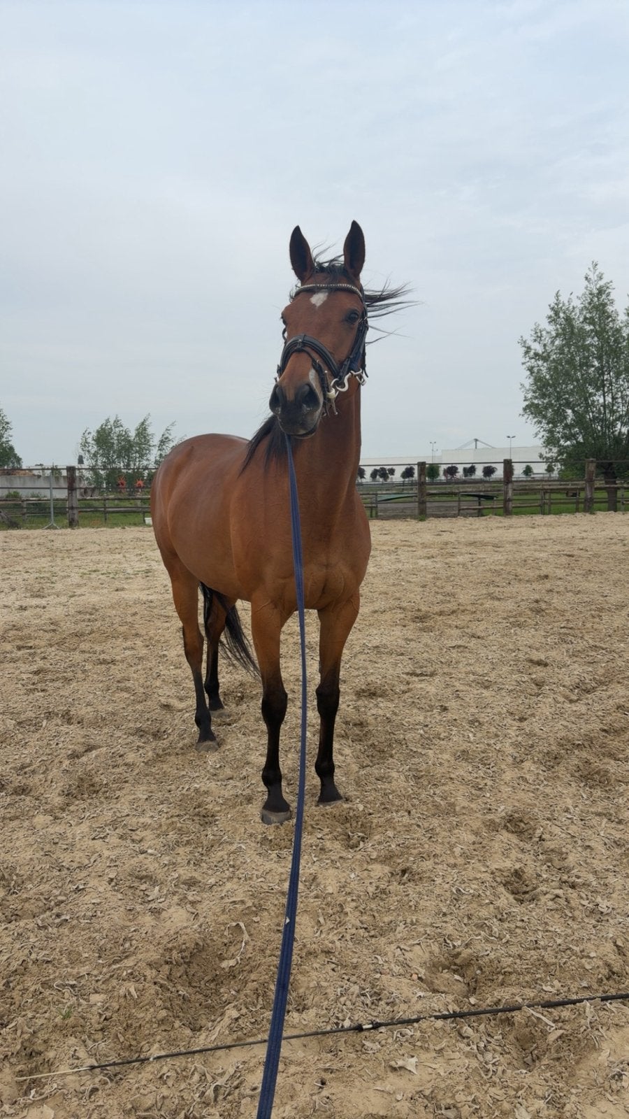 7 jarige merrie te koop, Dieren en Toebehoren, Paarden, Merrie, Niet van toepassing, 160 tot 165 cm, 7 tot 10 jaar, Recreatiepaard