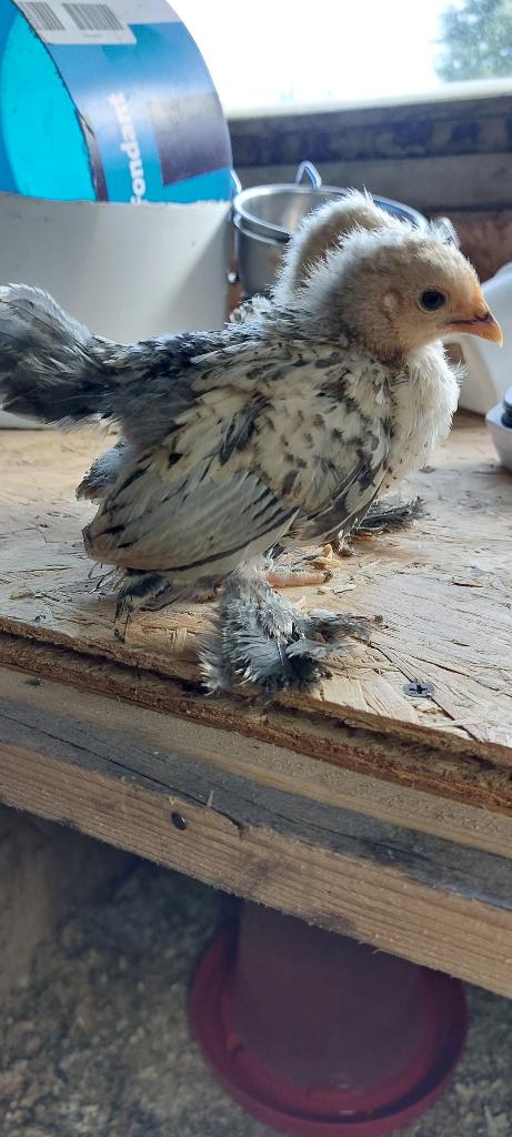 kuikentjessabelpoot kriel, Dieren en Toebehoren