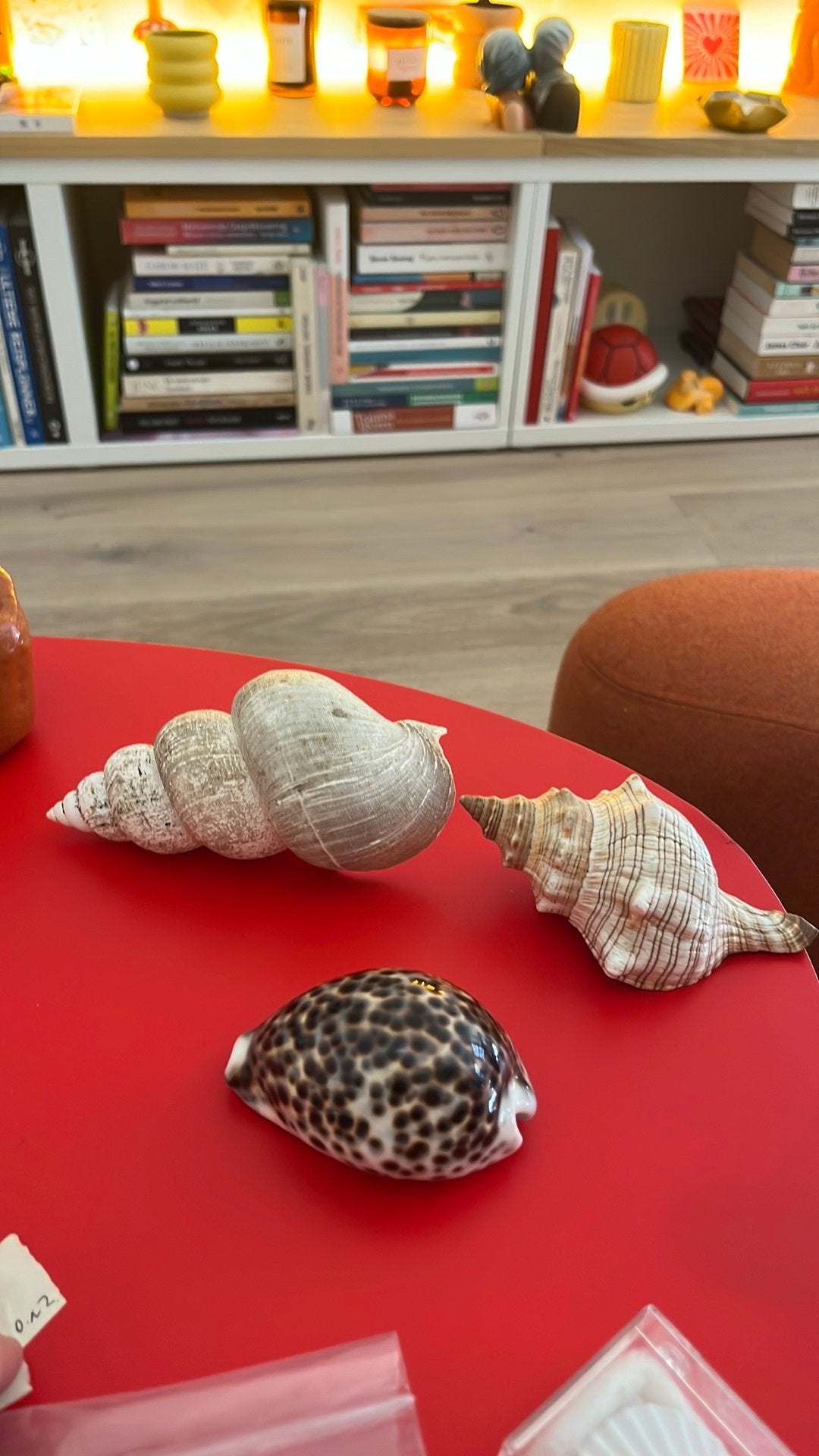 Verzameling speciale schelpen, Ophalen, Schelp(en)