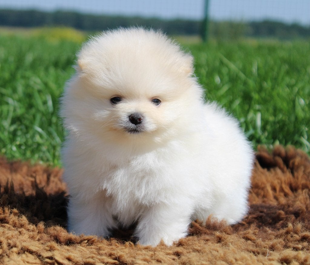 Pomeriaan pups, Parvo, België, Keeshond, 8 tot 15 weken