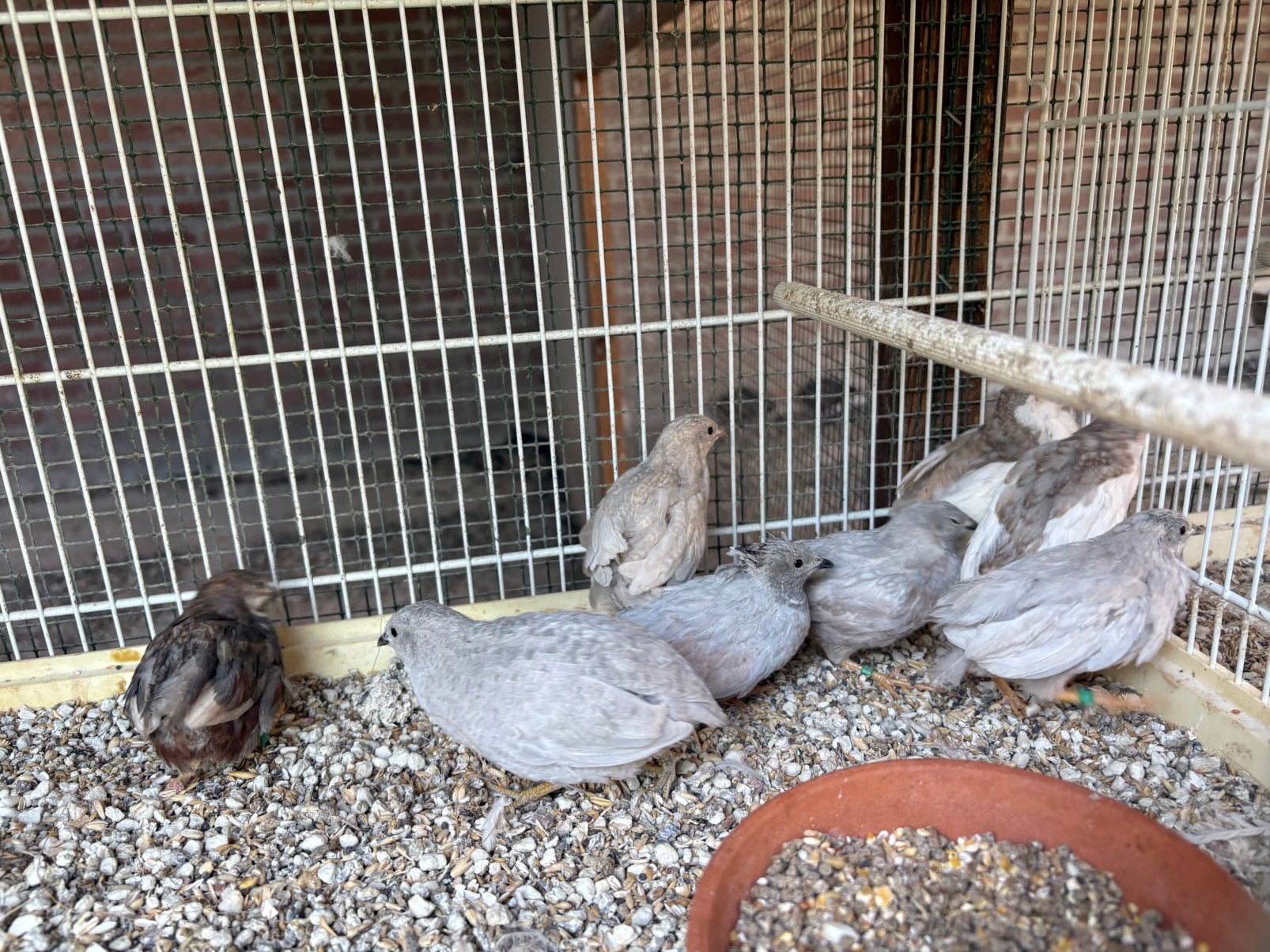 Chinese dwergkwartels, Dieren en Toebehoren, Vogels | Overige Vogels