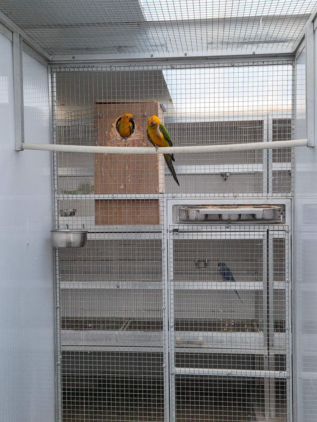 koppel zonneparkieten met dna, Dieren en Toebehoren, Vogels | Parkieten en Papegaaien