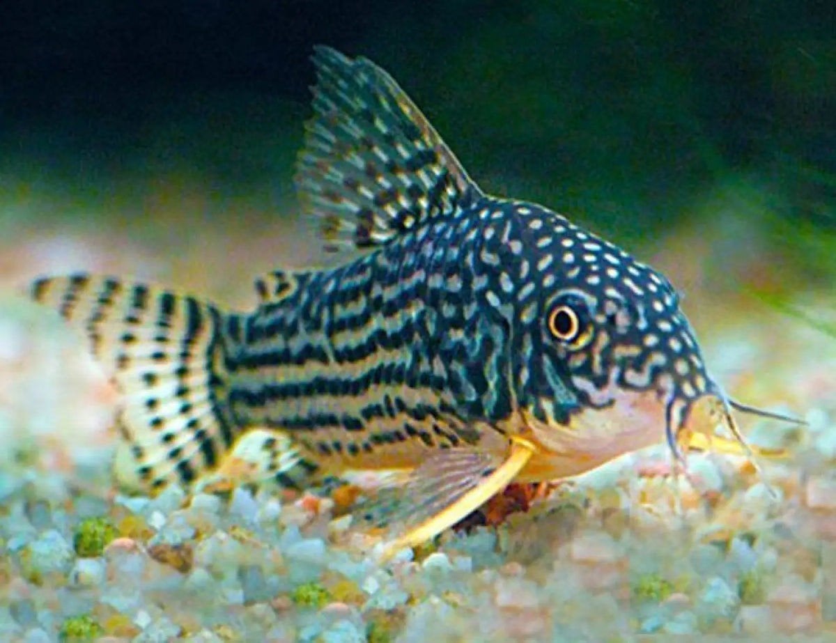 Corydoras sterbai, Animaux & Accessoires, Poisson, Poisson d'eau douce, Banc de poissons