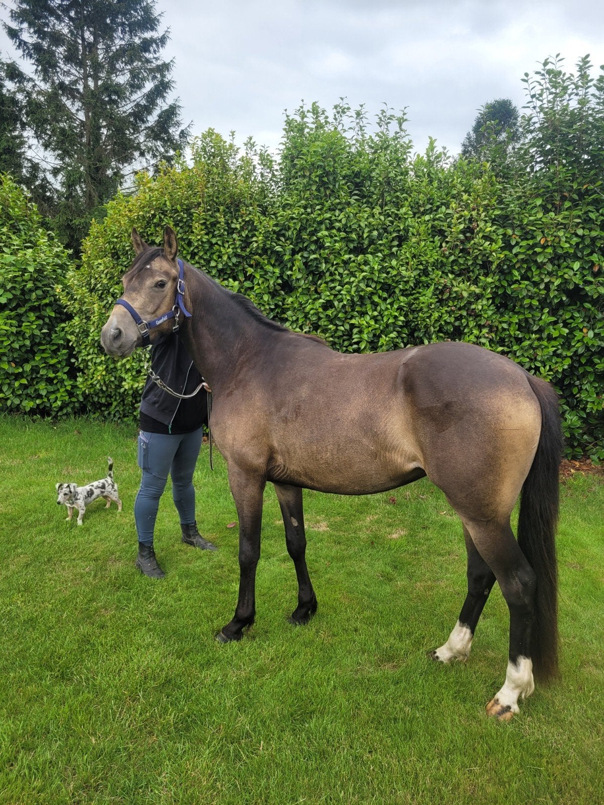Prachtige D pony, Dieren en Toebehoren, Ruin, Onbeleerd