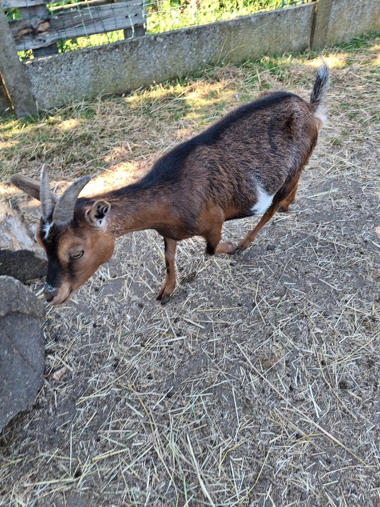 Handtam mieke, Dieren en Toebehoren, Schapen, Geiten en Varkens, Vrouwelijk, Geit, 3 tot 5 jaar