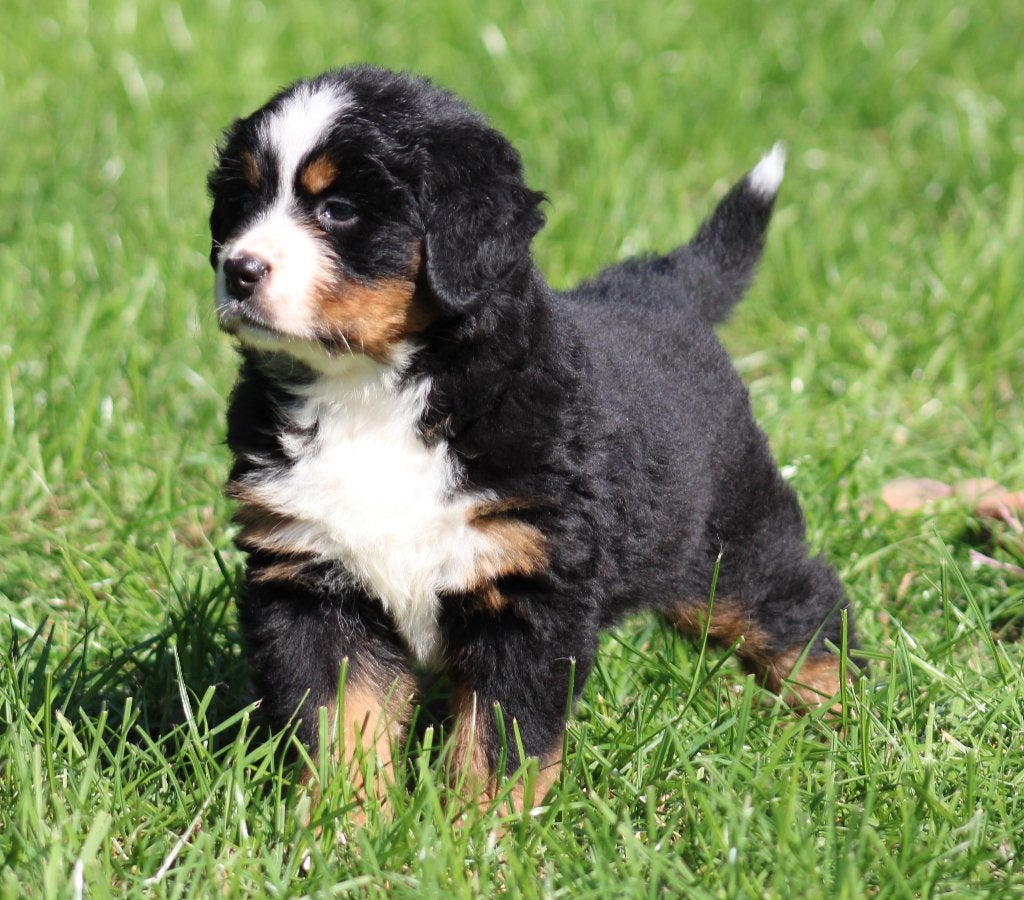 Berner Sennen pups, Dieren en Toebehoren, België, CDV (hondenziekte), Meerdere, Meerdere dieren