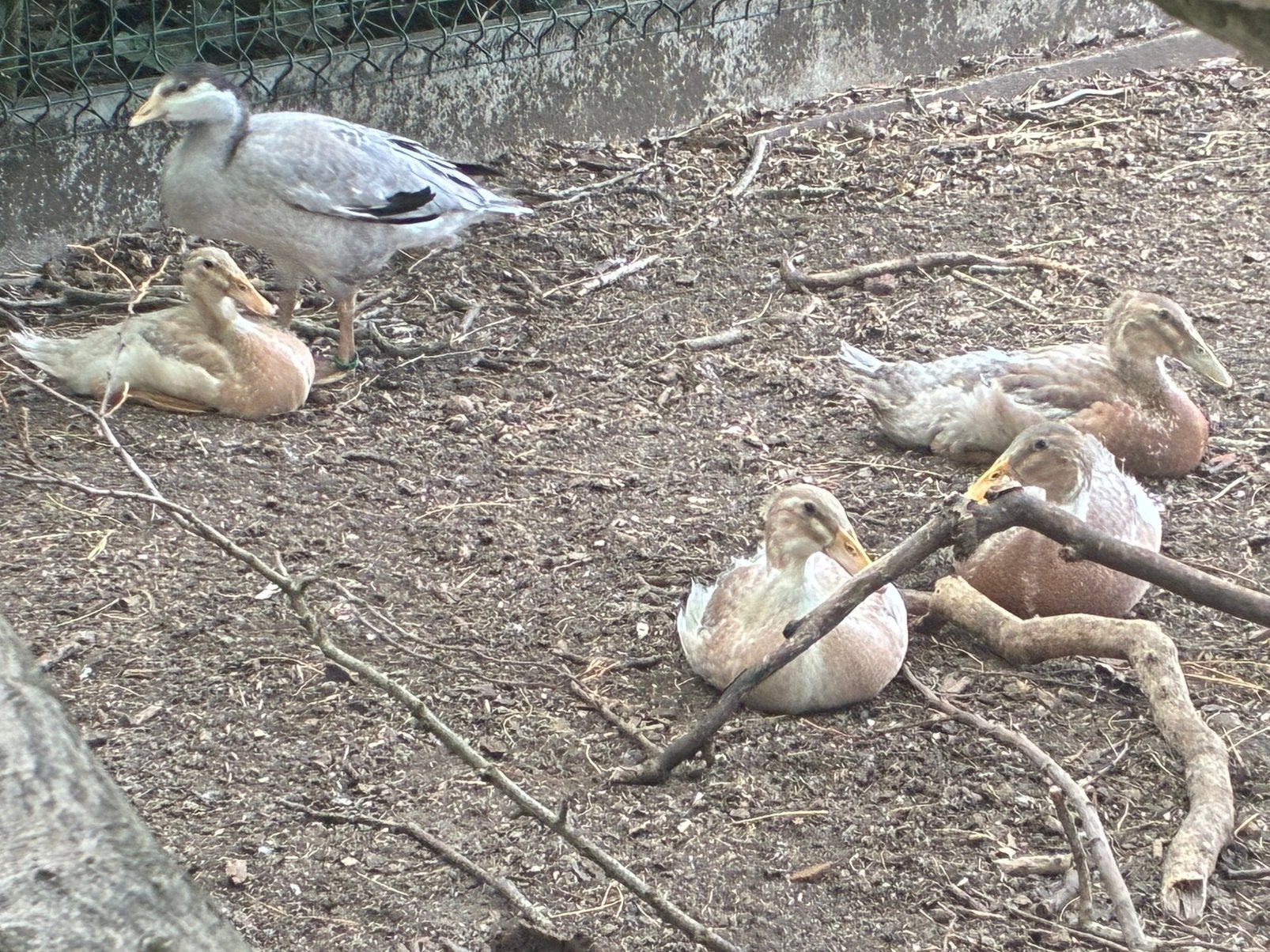Laatste koppels loopeenden, Plusieurs animaux, Canard