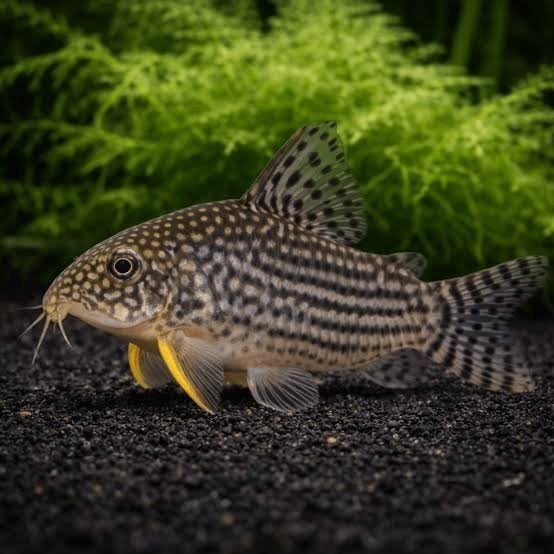 Ik zoek corydoras sterbai, Dieren en Toebehoren