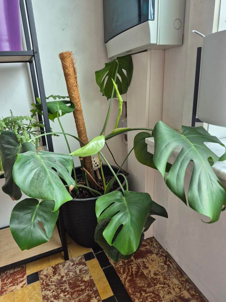 Monstera met bloempot, Huis en Inrichting, Kamerplanten, Ophalen