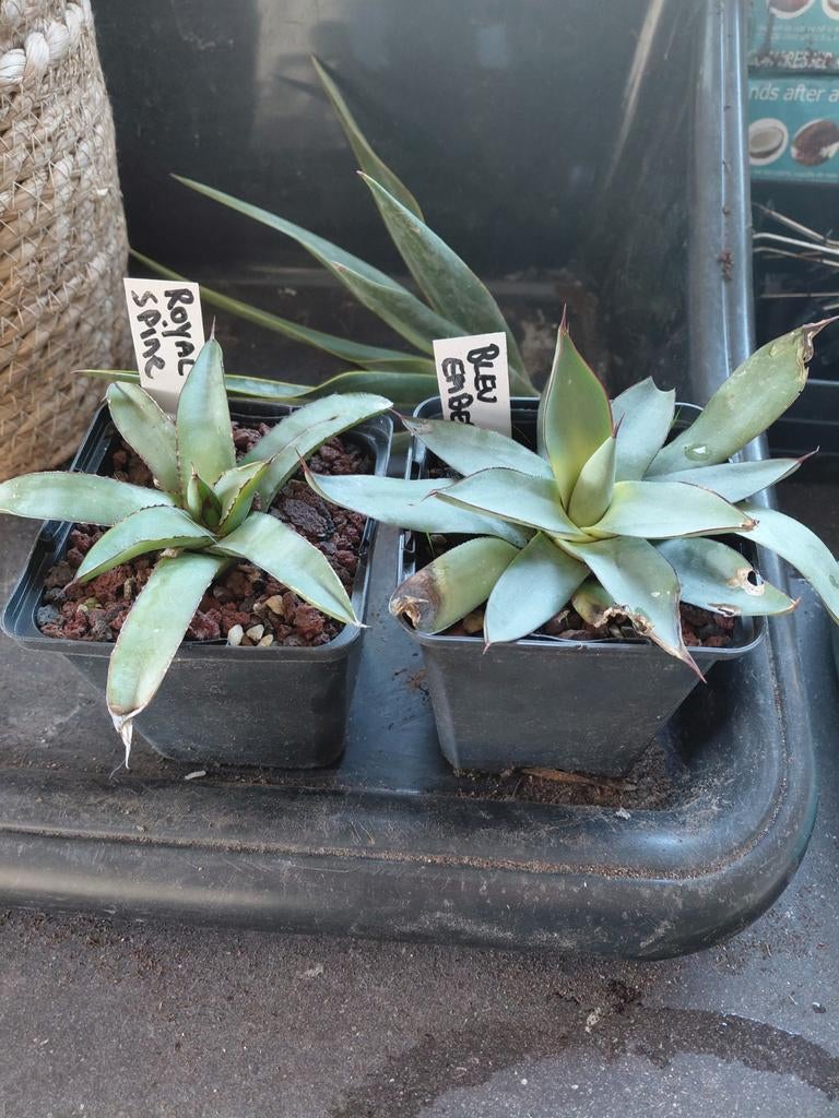 Agave blue ember, royal spine. 5 euro per stuk, Enlèvement