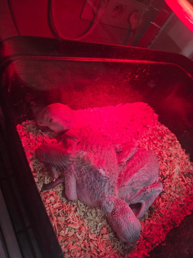 BABY-ARA ARARAUNA, Meerdere dieren, Papegaai, Pratend