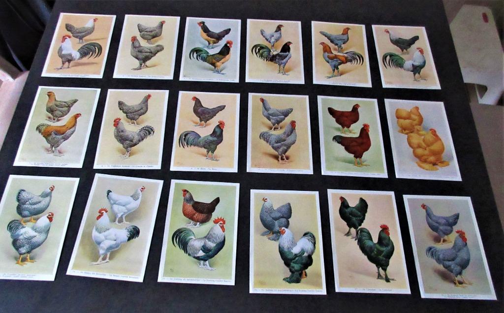 Série d'Estampes Coqs et Poules - Fort Itegem, Enlèvement ou Envoi, Gravure, Comme neuf, 1960 à 1980