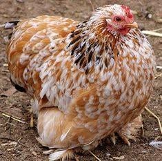 Cochin Kriel, Femelle, Poule ou poulet