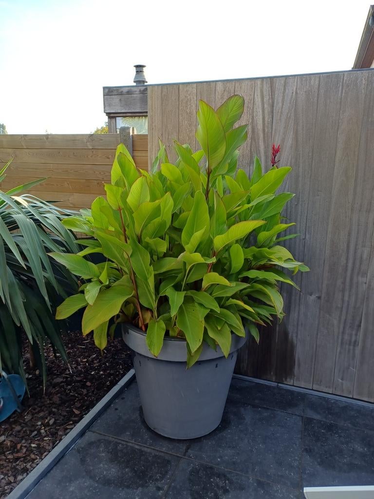 Canna indica rode bloemen, Ophalen