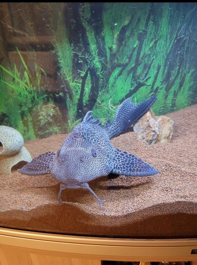 Grote pleco 45 cm