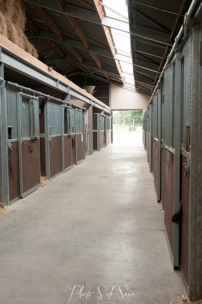 Pension chevaux région Brugelette/Ath, Animaux & Accessoires, Enlèvement