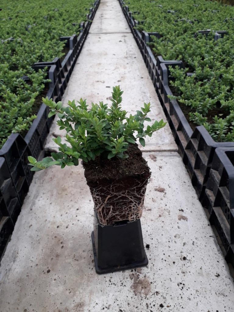 Lonicera nitida 'Maigrün'/ Chinese kamperfoelie, Enlèvement