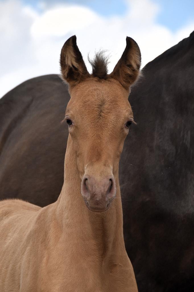 Pouliche PRE isabelo, Dieren en Toebehoren, Paarden, Merrie, Met stamboom, Niet van toepassing, Dressuurpaard