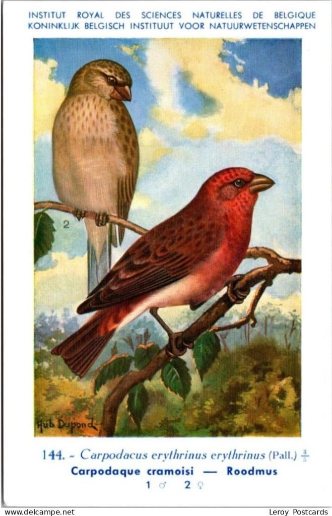 Roodmus – Nº 144 – Antique Belgian Museum History Print, Verzenden, Ongelopen, Vogel