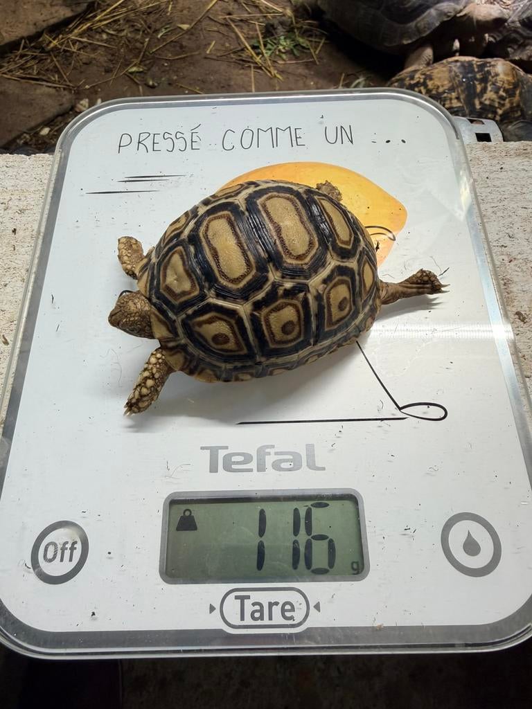 Pardalis somalica, Dieren en Toebehoren, Schildpad