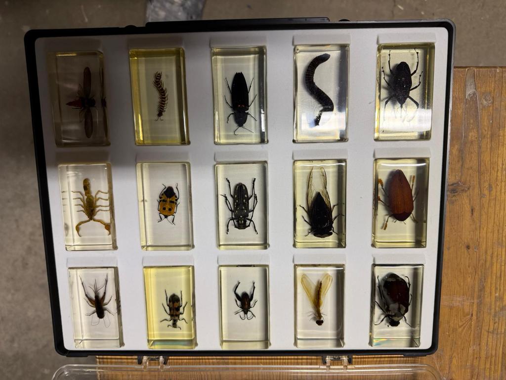 Lot d’insectes, Enlèvement
