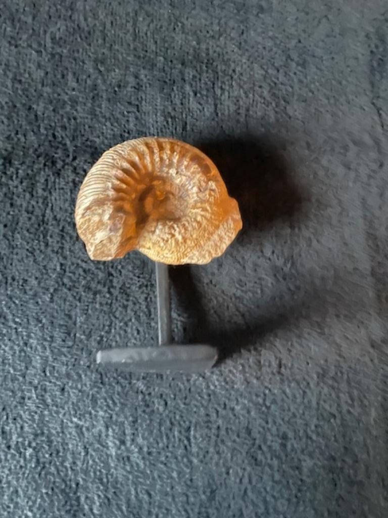 Ammonite, Collections, Minéraux & Fossiles, Enlèvement ou Envoi, Fossile