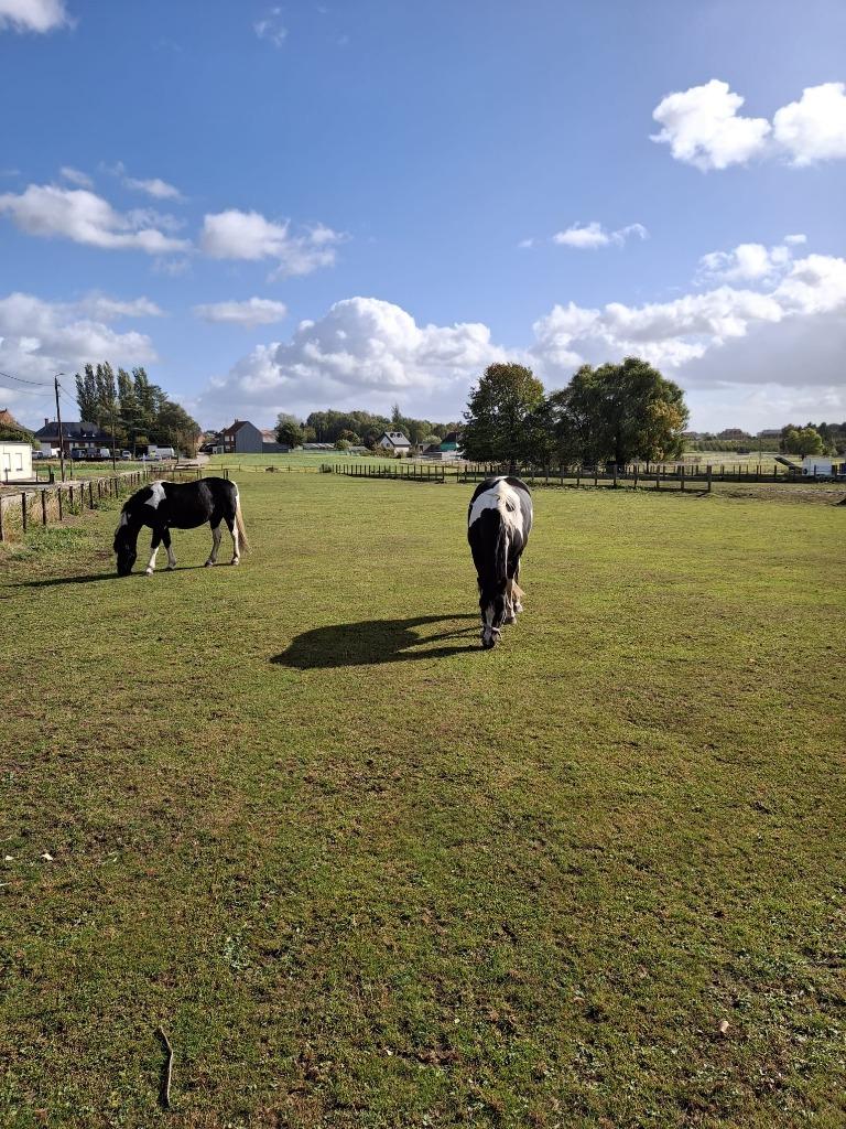 Bouwgrond 3.270 m²120 m breed–zuidgerichte tuin–Kortenaken, Immo, Kortenaken, 1500 m² of meer