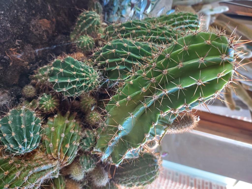 Bac solide avec famille cactus et plantes grasses, Enlèvement, Cactus, En pot